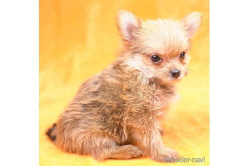 成約済の東京都のミックス犬-187140の4枚目